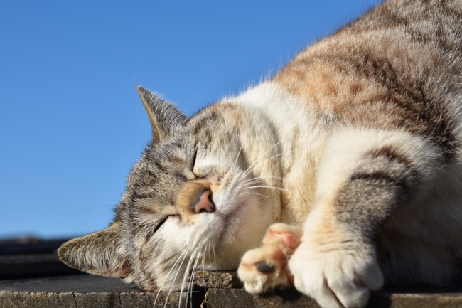 懒洋洋的小猫图片