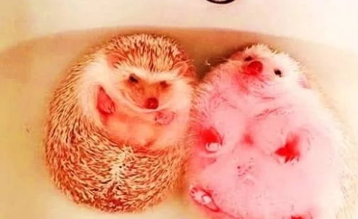 女子在厨房做饭,让男友给自家宠物洗澡,半小时后去看,几分熟了