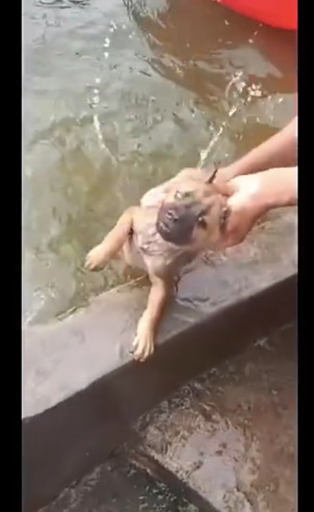网民将狗放到池子里洗澡,狗狗的样子令人心痛又搞笑,好无奈呀!