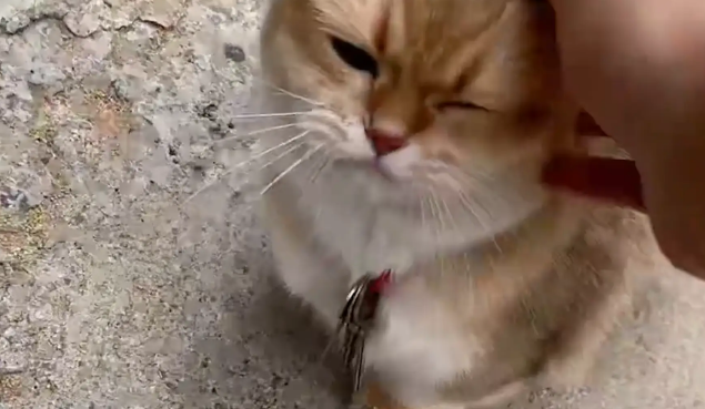 女子回老家,姥姥让猫咪给女子送钥匙开门