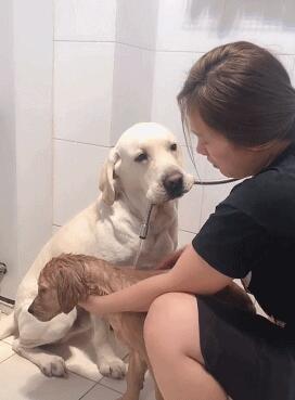 小金毛死活不肯洗澡,作为大哥,拉布拉多的反应相当得主人心