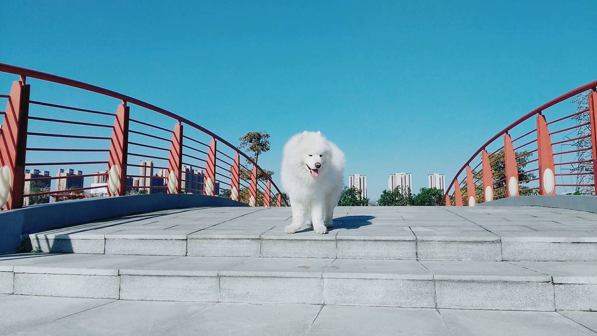 (萨摩耶)主要是赞美蓝天至于狗你们喜欢就好