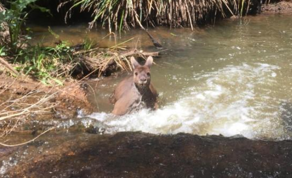 河边遛狗遇“猛男”洗澡,它站起来更吓人:幸好没追上来