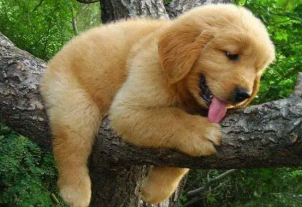 狗狗也有专用沐浴露,请停止人用沐浴露洗