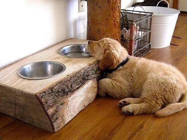 狗狗胃扭转的症状与原因