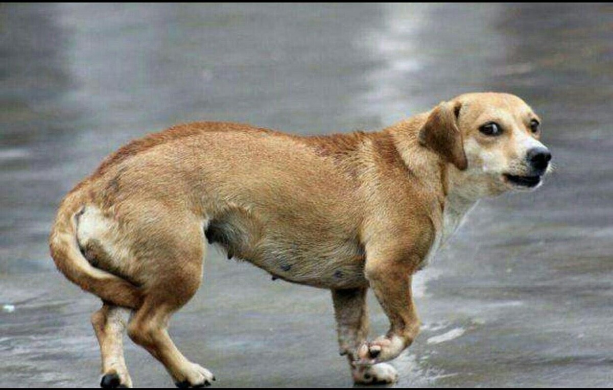 狗狗不舒服的 7 个表现,出现这些动作药注意了!