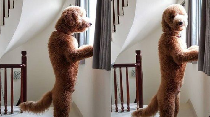 贵宾洗澡变身玉米面头 招牌呆萌表情笑喷