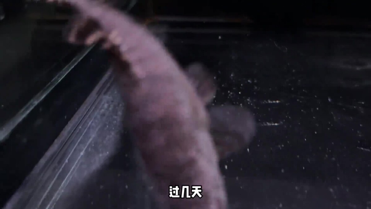 观赏鱼的绝症胡椒病：我的牙鱼“大牙”能否幸存？