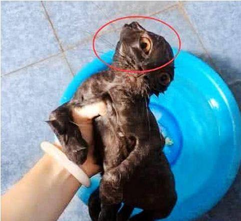 女友给猫咪洗澡,突然听到一声尖叫,过去一看傻眼了