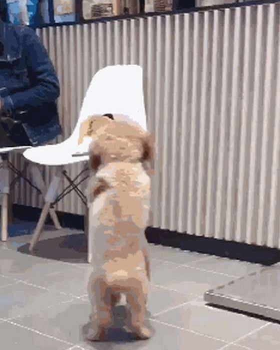 带泰迪去洗澡,一回头就看见两只狗亲上了,这是一见钟情了?