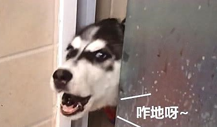 主人正在洗澡,二哈悄悄的冲了进来,对主人一阵“大骂”