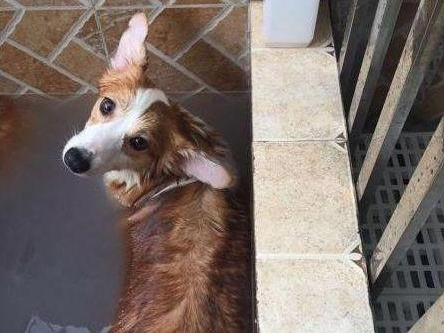 狗狗很聪明就是不肯洗澡,主人无可奈何施展苦肉计,实际效果还挺不错