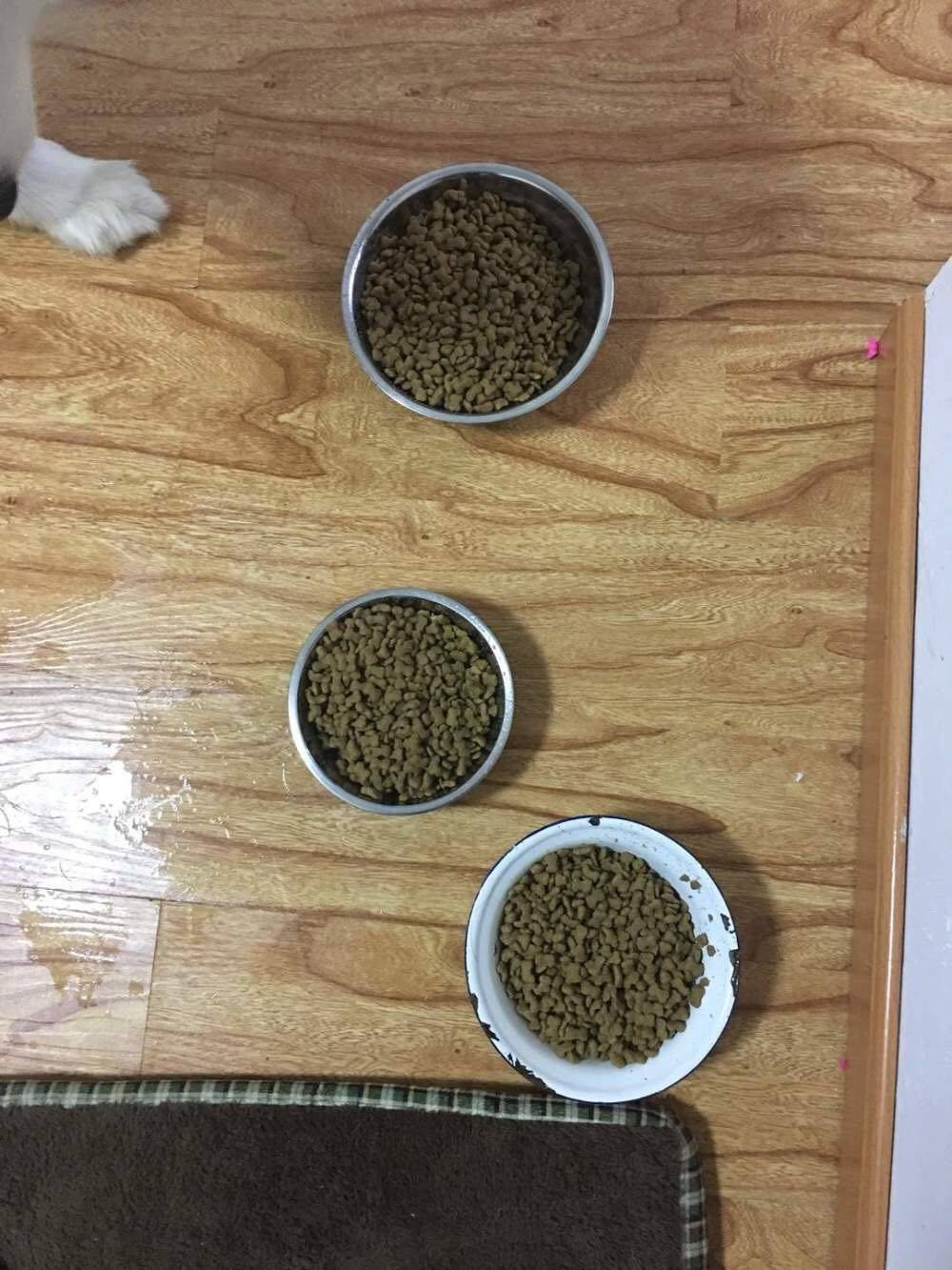 萨摩耶吃货的最高境界，都要把我吃穷了