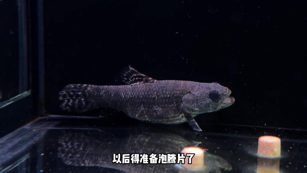 观赏鱼的绝症胡椒病：我的牙鱼“大牙”能否幸存？