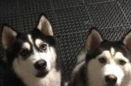 2只哈士奇拒绝洗澡,场面逐渐失控,围着主人转圈以为不会被抓到