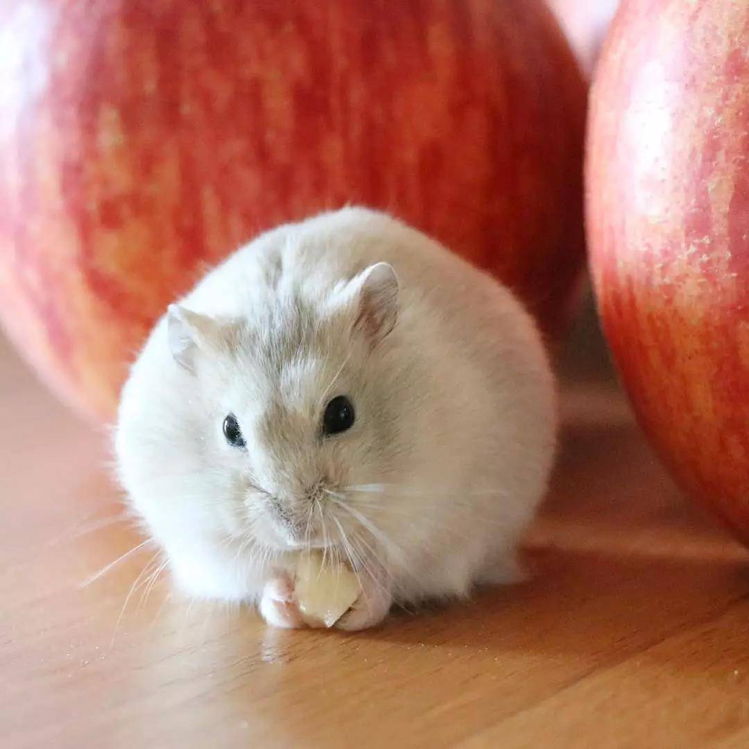 小仓鼠，平时超喜欢吃水果，最爱的就是草莓啦