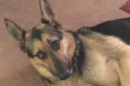 漂泊德牧被收容越来越黏人,就连铲屎官洗澡,它都满脸担忧守在边上