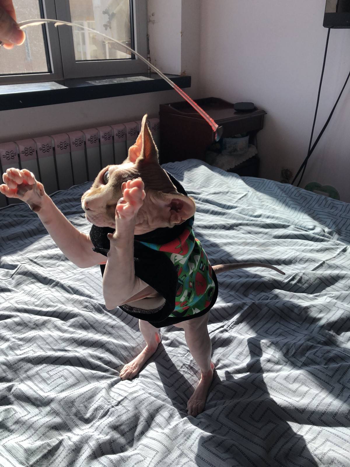 无毛猫,逗你玩儿……