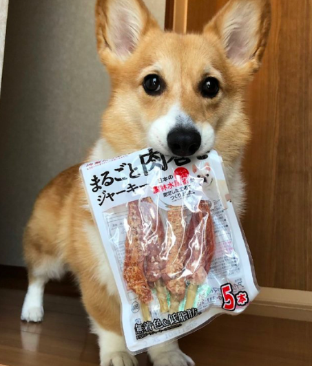 柯基把藏的零食叼了出来,可怜楚楚地看着主人:咱各一半行不?