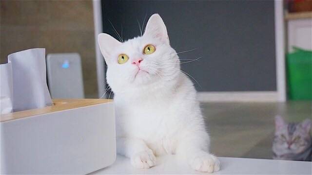 我是中华田园猫 我为自己代言 我觉得我是最美的 小区一枝花 呵呵呵呵