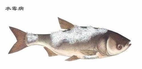 金鱼得了水霉病怎么治？教你一招 3 – 5 天就能解决