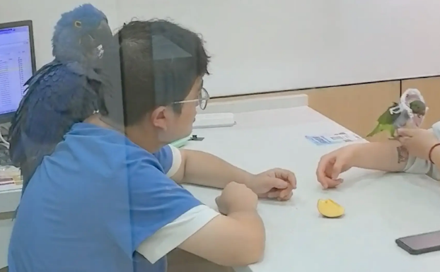 住院的小鹦鹉有分离焦虑，医生只能带着一起上班