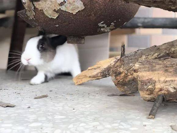 好可爱哦 萌萌哒,正好来场龟兔赛跑