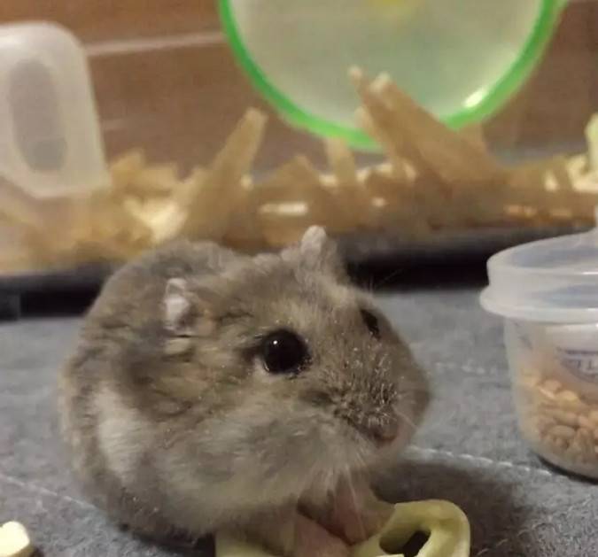 活捉一只偷零食的仓鼠