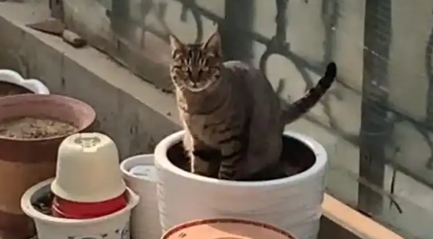 加州女子好心喂食流浪猫,不料它找上门来,结局却让人笑翻