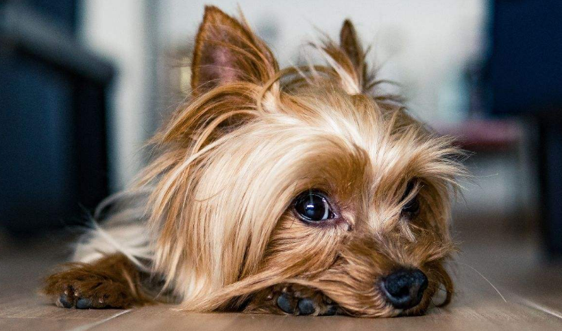 给宠物洗澡剪毛月薪能过万。