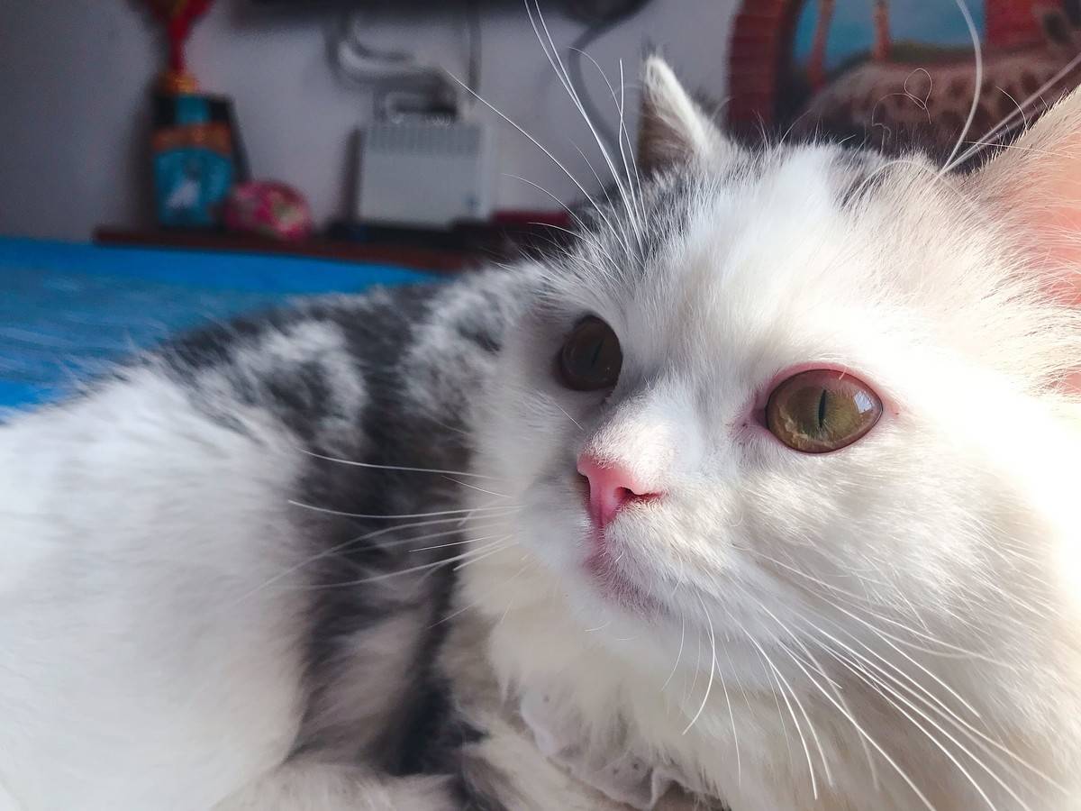 突然发现我们家猫跟微博网红馒头长的像呢,我们美牙黑眼线怎么没画上呢,太素颜啦