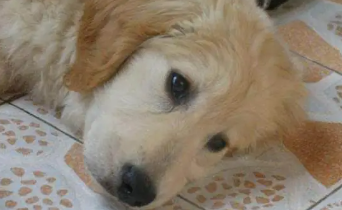 去年老爸说养狗就滚出去,一年后老爸说:忘记给它买零食就滚出去