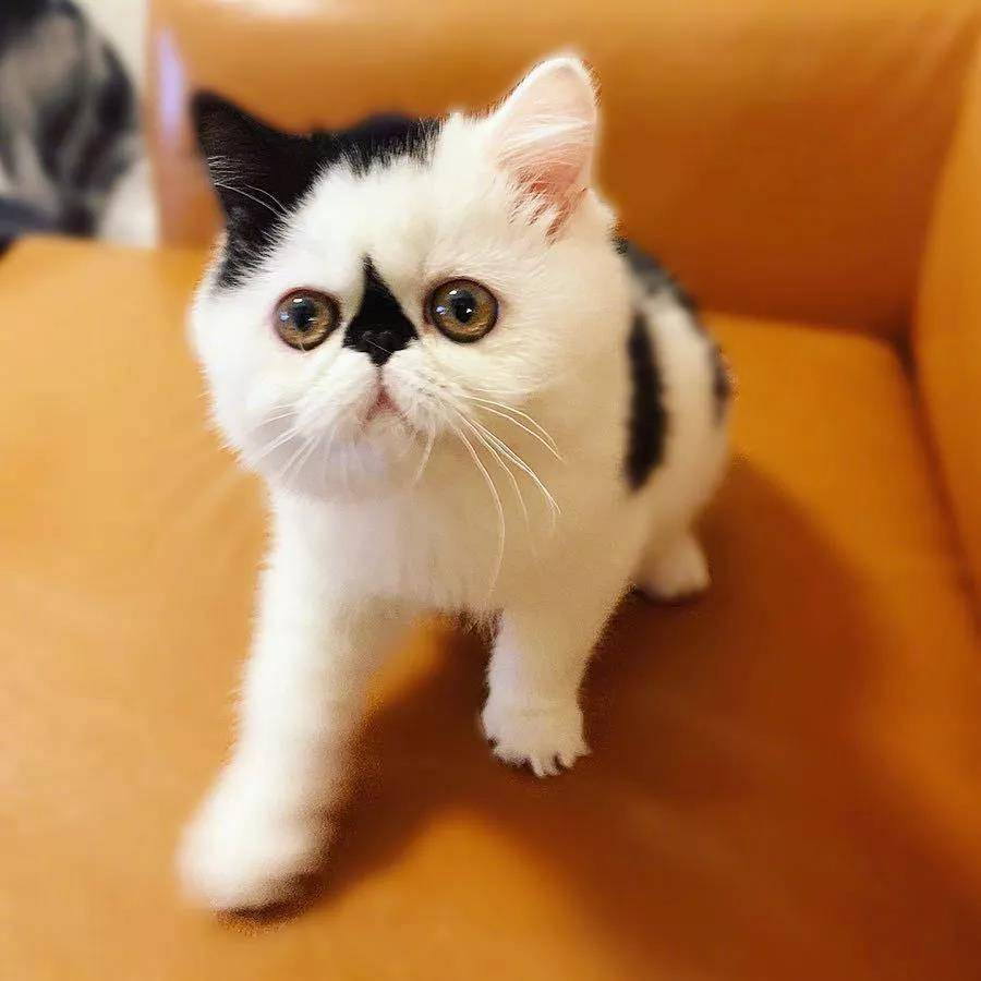 一只眉头紧锁的小可爱猫猫