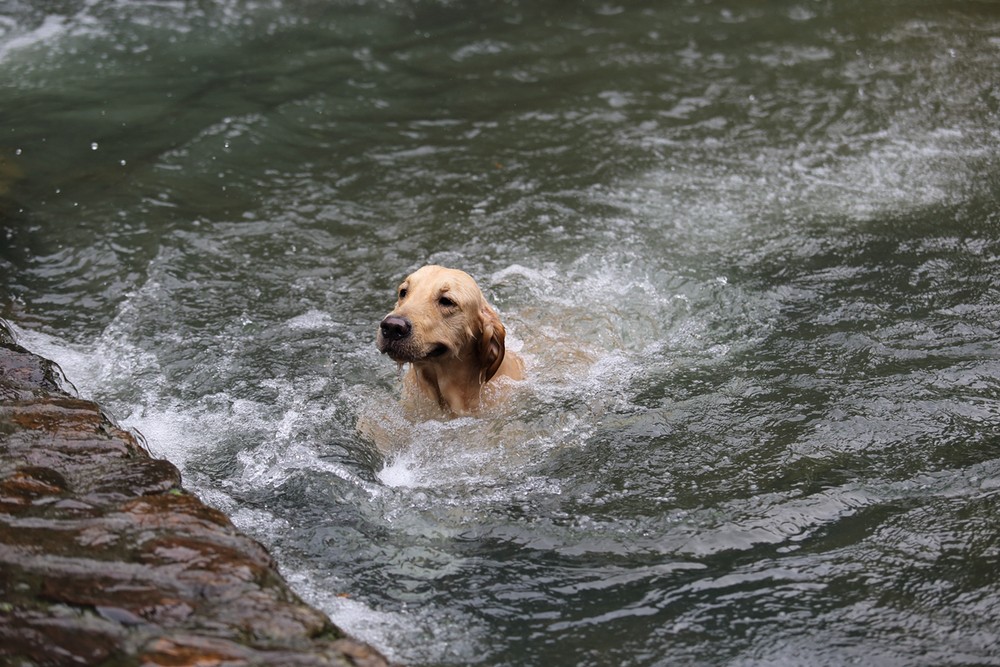 狗狗江边游泳还用洗澡吗 | 爱犬江边洗澡消暑,这样真的好吗