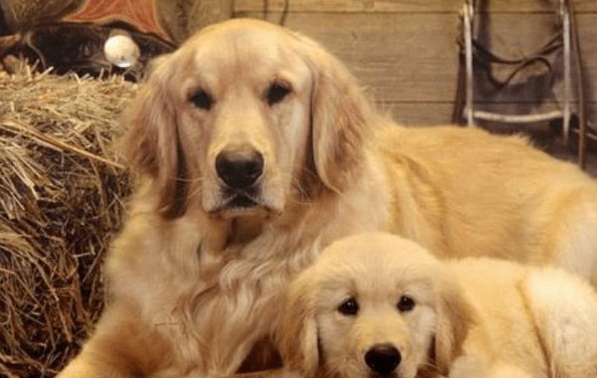 男友带金毛去洗澡，2小时不见出来，主人进去一看：成精了！