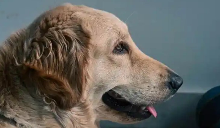 上海宠物消费指数报告发布:宠物店消费平均值431元