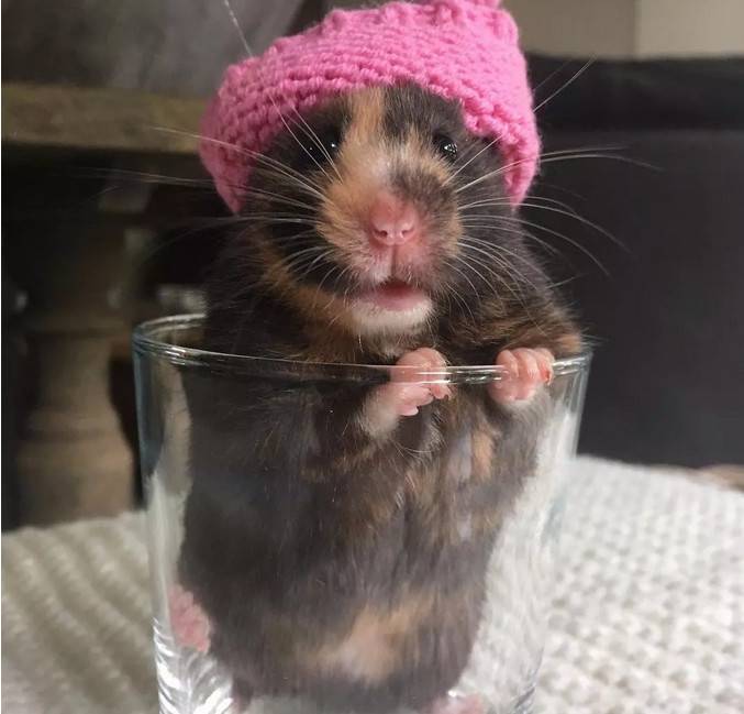 让这只小仓鼠看起来有点丑、又有点萌。