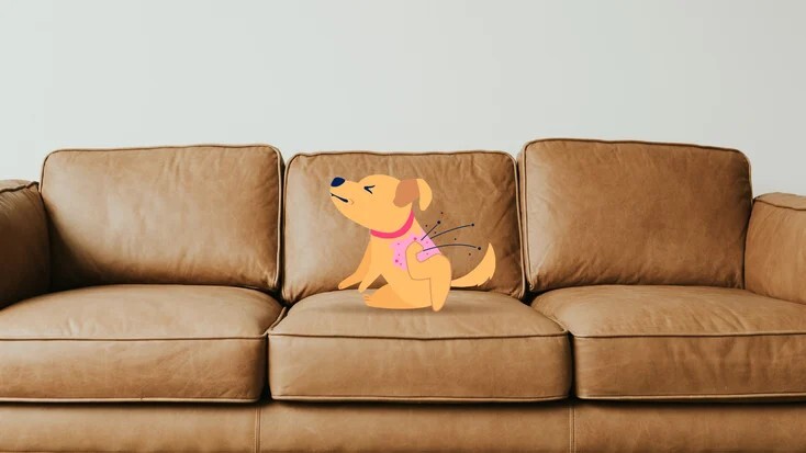 狗狗脓皮病（犬疥）：病因、症状和治疗方法