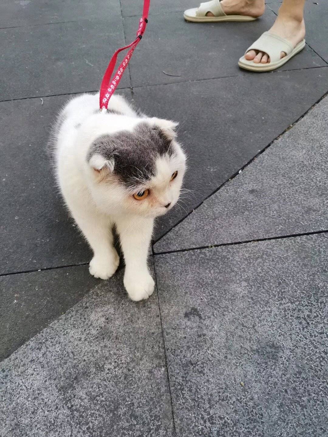 这肥猫不知吃了多少老鼠居然那么肥?