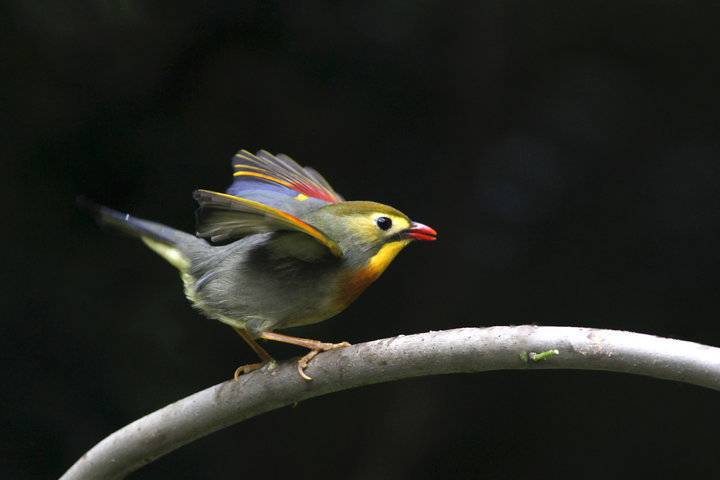 红嘴相思鸟羽衣华丽