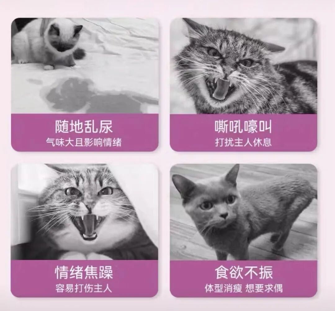 宠物发情喂避孕药可以吗?这些后果需要考虑