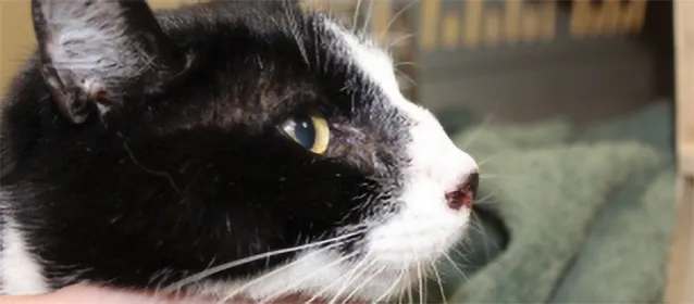 警惕！猫咪隐球菌感染，全面解读与防治建议