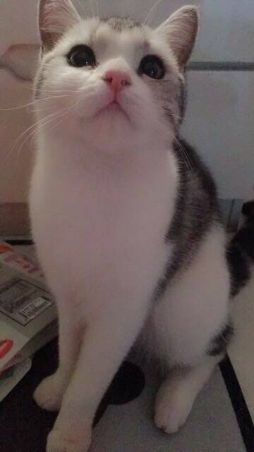 二月......小仙猫来报道啦…………