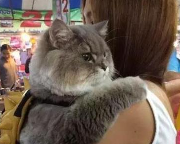 女主带胖猫逛街,遭路人围堵拍照,回家洗澡后笑喷:汤姆猫再世