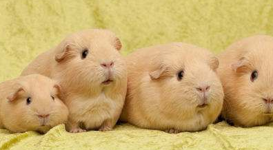 荷兰猪能长多大