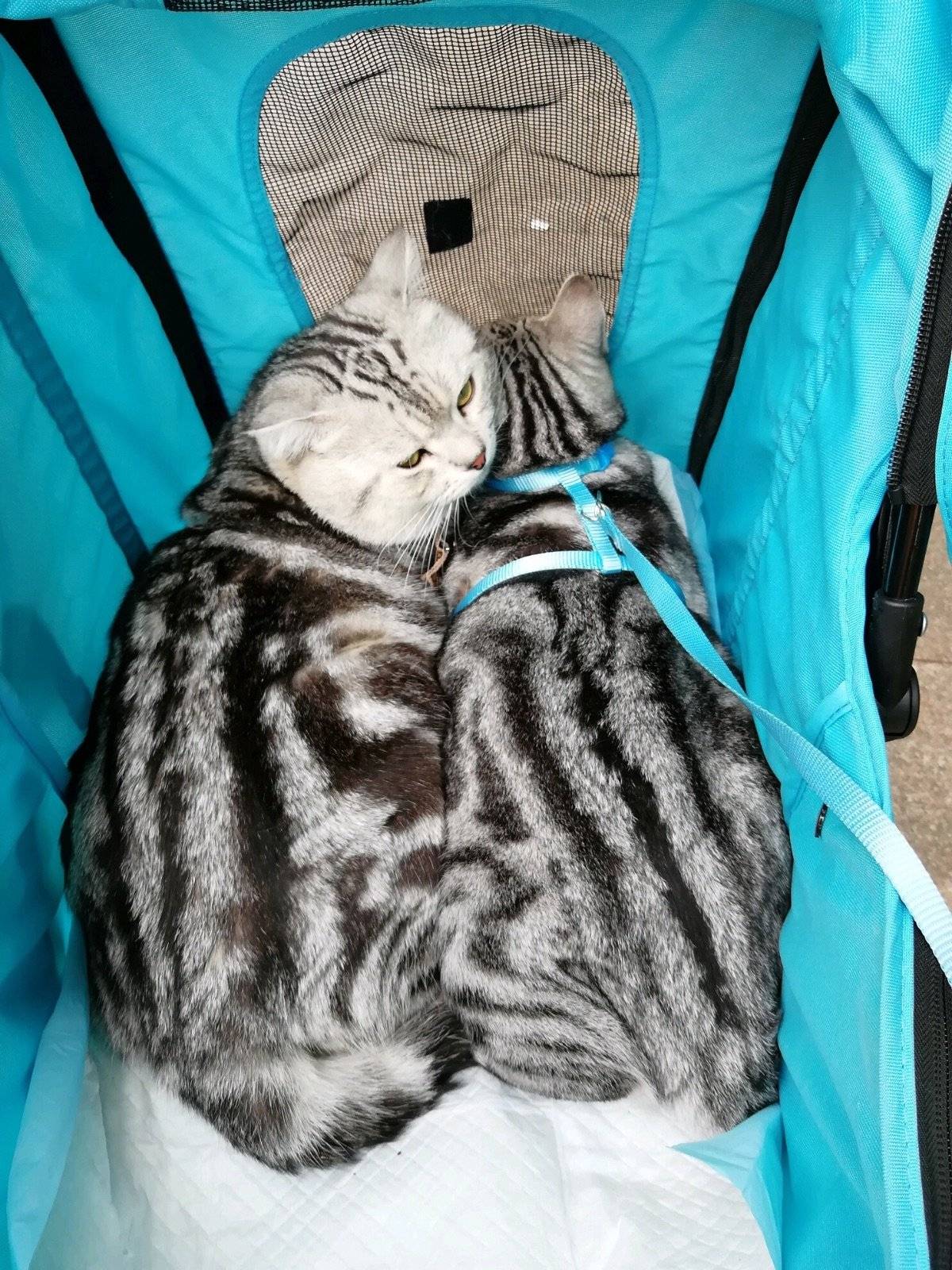 带灰太狼和桃桃逛公园