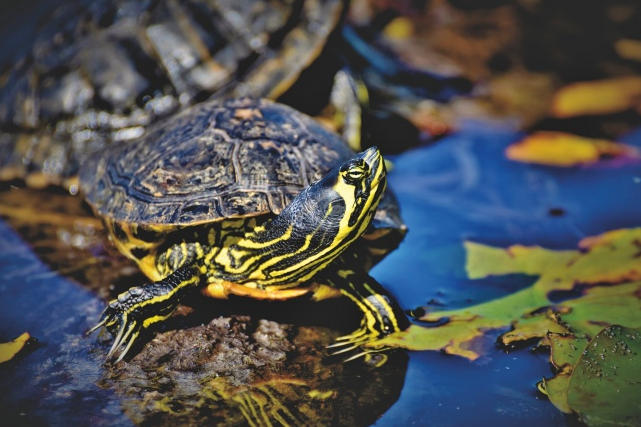 乌龟耳部脓肿的家庭处理方案