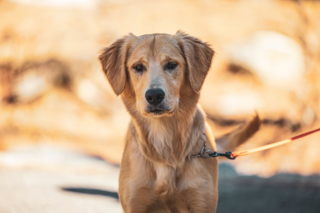 忠犬拉布拉多图片