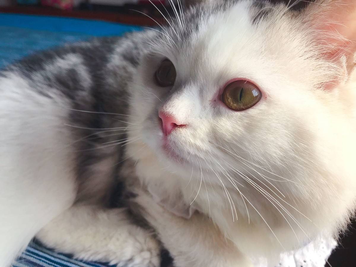 突然发现我们家猫跟微博网红馒头长的像呢,我们美牙黑眼线怎么没画上呢,太素颜啦