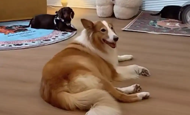 赵露思狗狗暴雨天走失！成都市民地铁站暖心救助